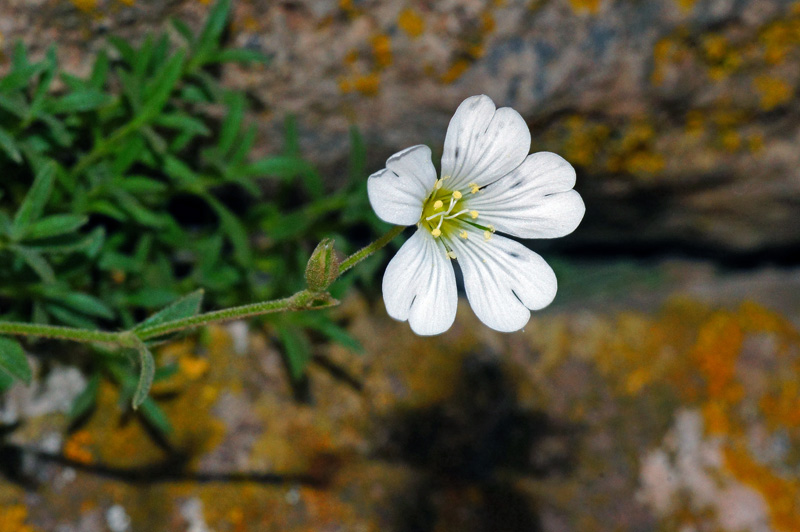 Cerastium supramontanum / Cerastio del Supramonte